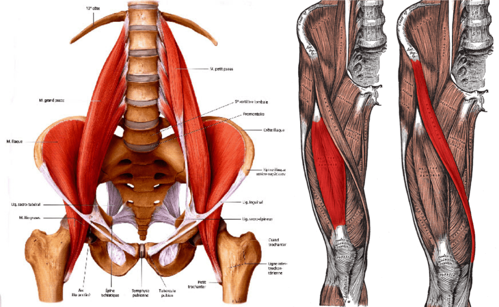 hip flexors hip flexors unlock